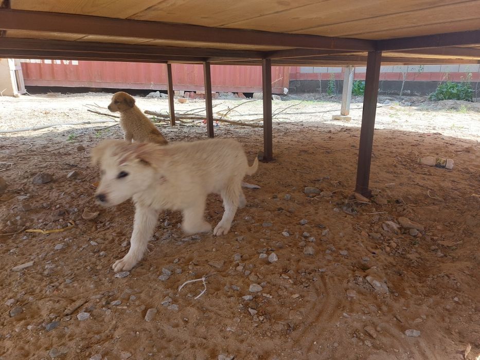 Дварняшка кушиктер