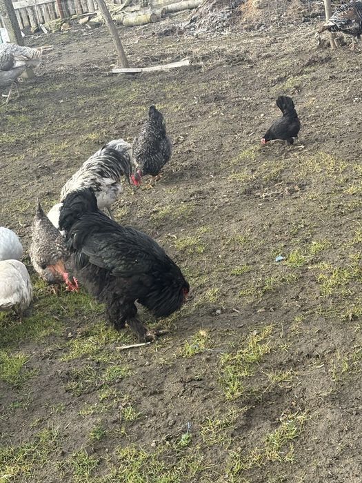 Vand oua incubat sau consum, de la rase de mai jos!, Super pret !!