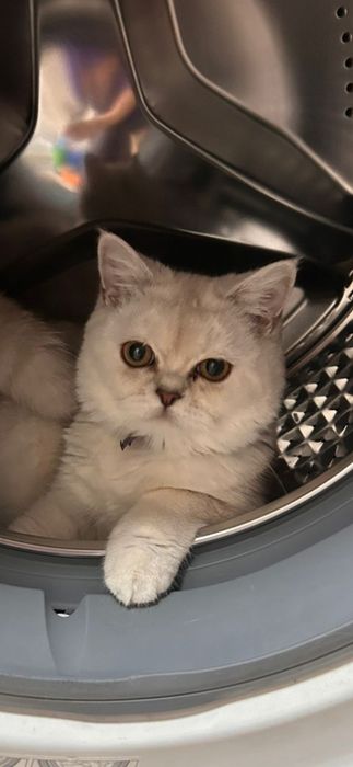 Котёнок скотиш страйт