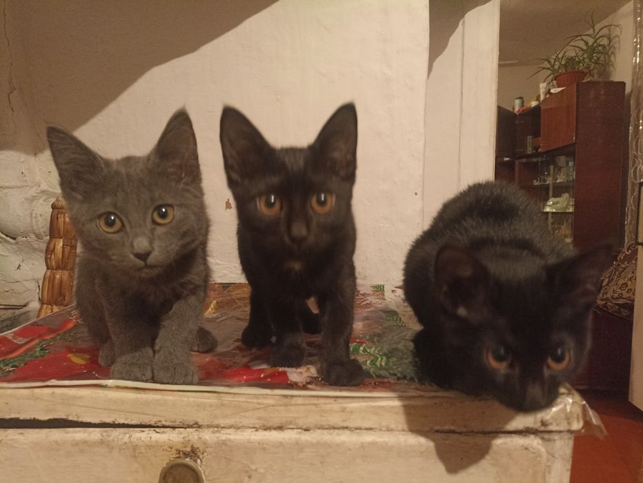 Отдам котят в добрые руки