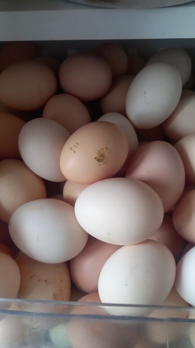 Продам домашние яйца
