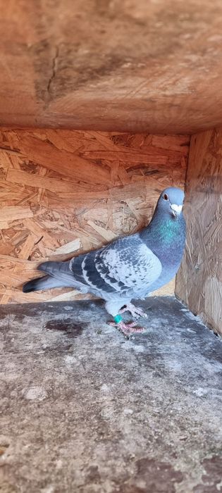 Porumbel demifond și fond