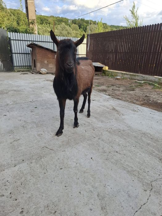 Vând țap de rasă Alpin Francez. 1500 RON  Negociabil