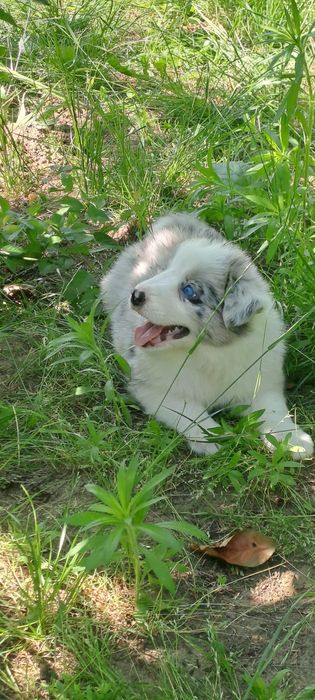 Căței Border Collie