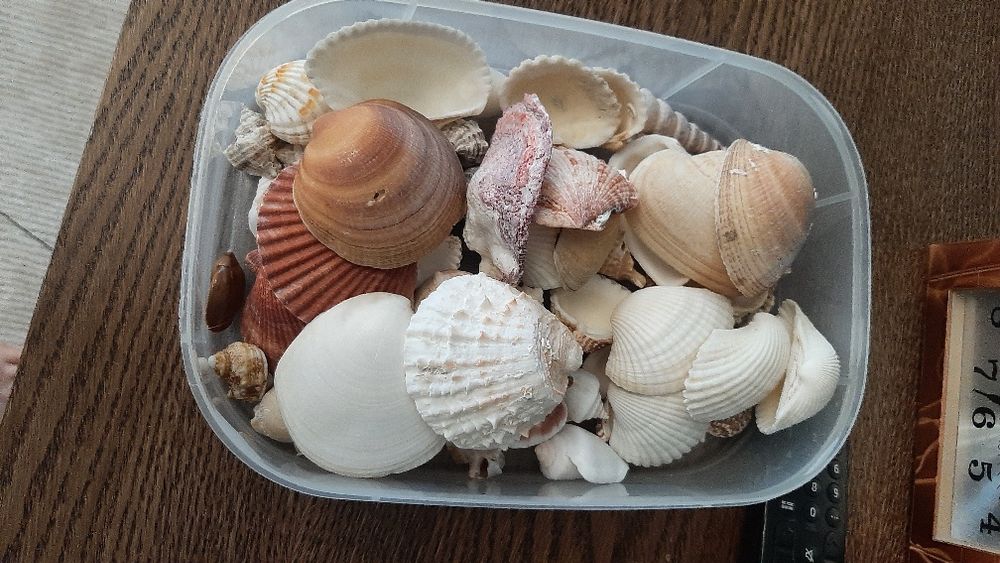 Ракушки для аквариума