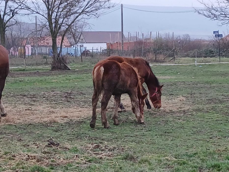 De vanzare, manza, 6 luni