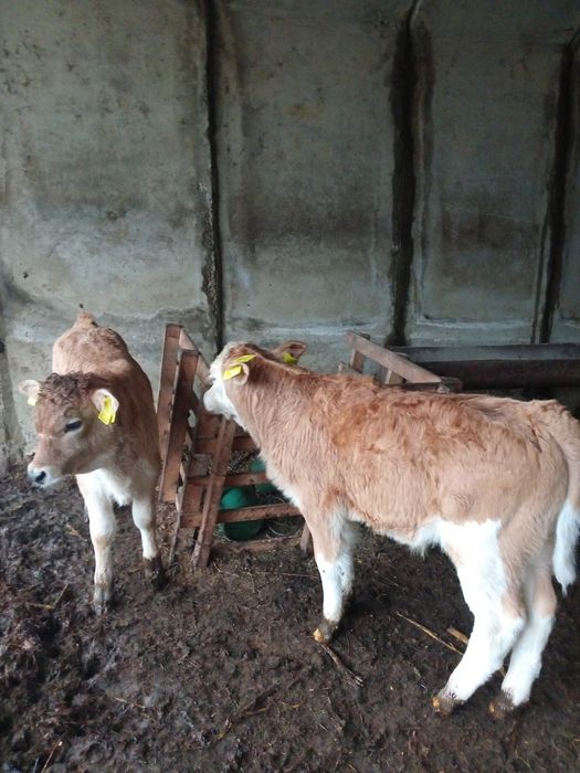 Vând doi vitei rasă