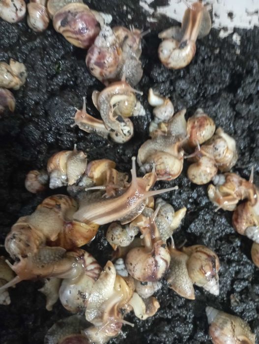 Улитки ахатины -домашние питомцы