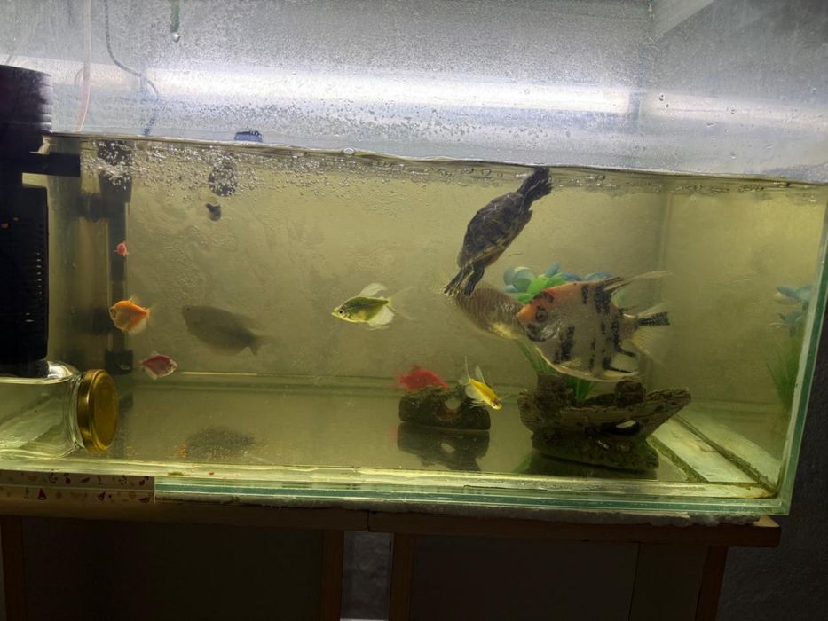 аквариум в отличном состоянии