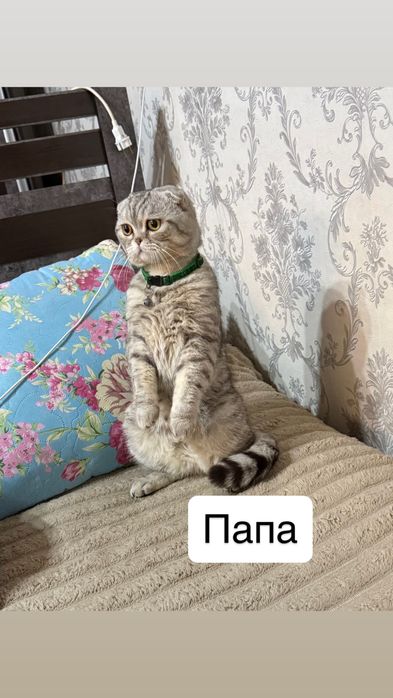 Продаётся котята