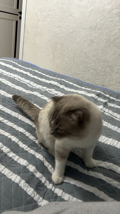 Кот ищет себе девушку