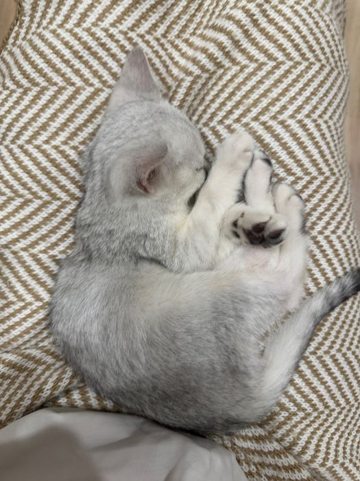 Котенок британская шиншилла