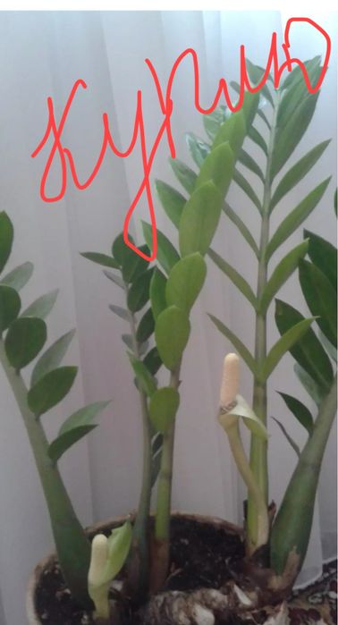 Замиакулькус цветущий!