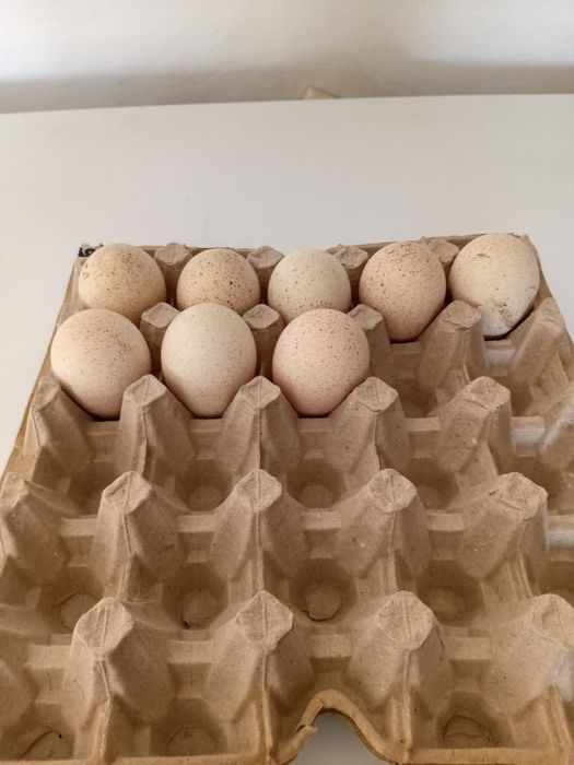 Яйца индейки продам
