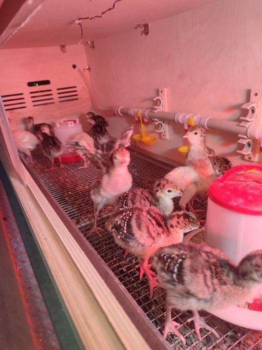 Яйцо Индейки продолжается