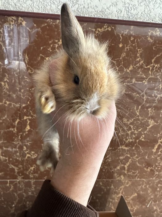 Кролики (QUYON))