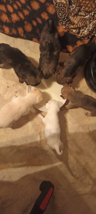 Отдам щенков в добрые руки