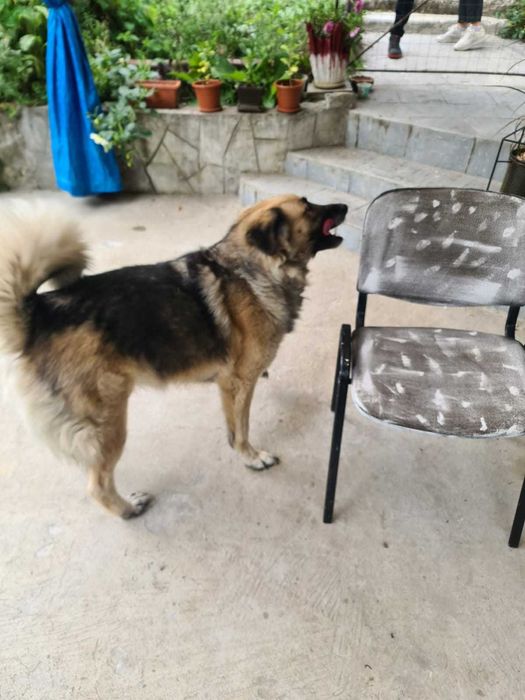 Donez ciobanesc carpatin