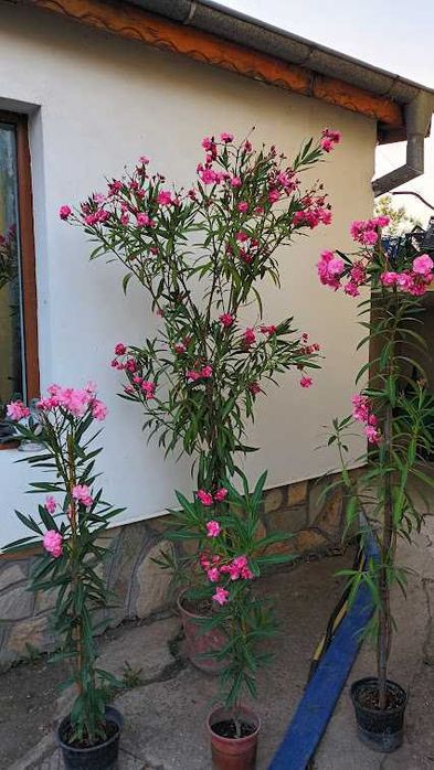 Зокум - различни цветове и големини закум, лян олеандър