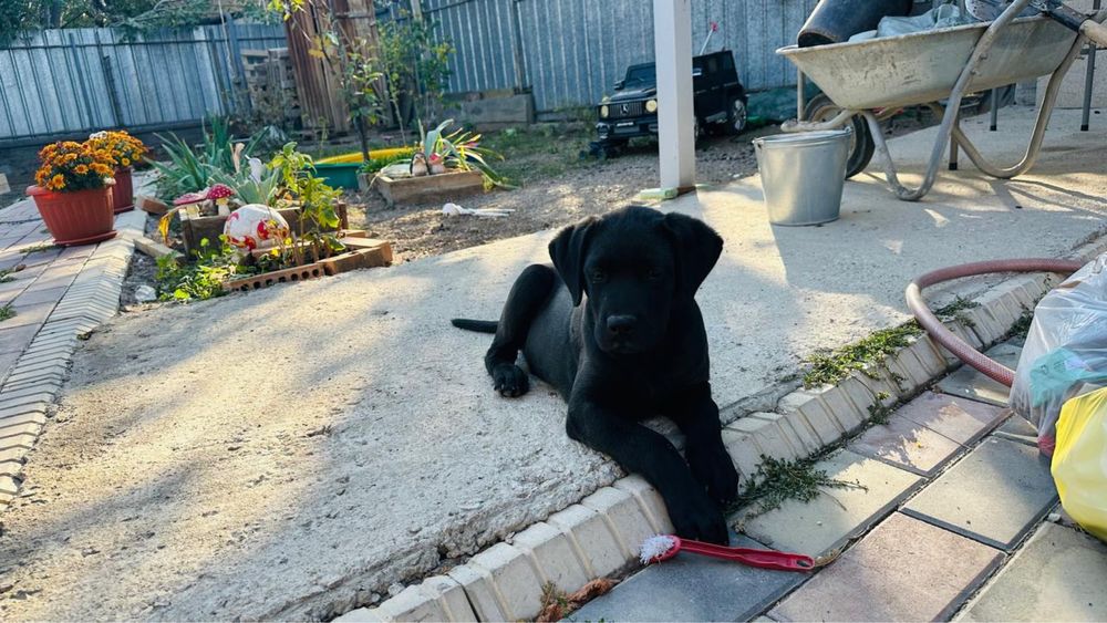 Продам красивых щенят