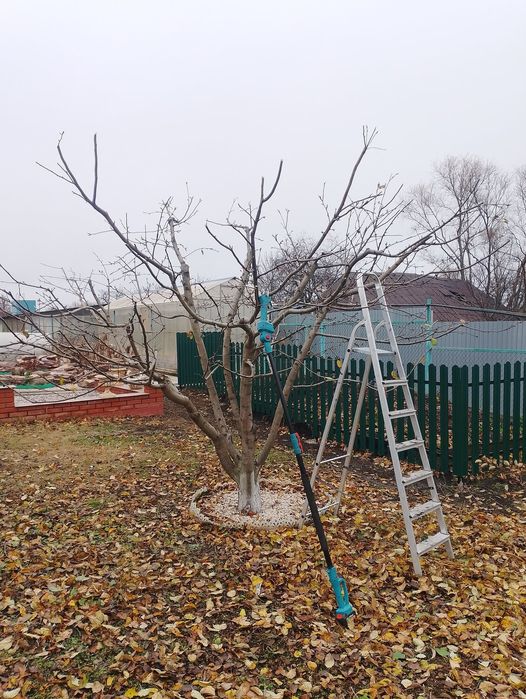 Богбон Садовник. Ландшафт, Обработка лечение, Обрезка, Постоянный уход