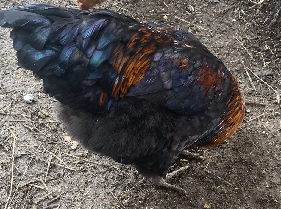 Продам петушкош Брам!