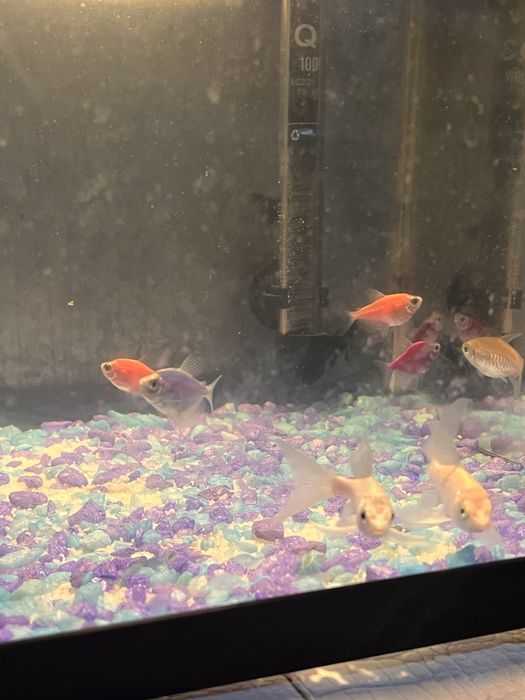 Рыбка аквариумная