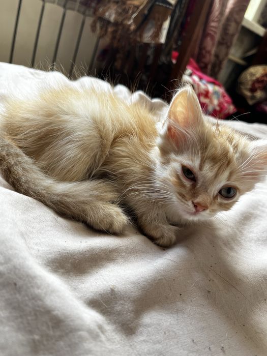 Продам красивых котят