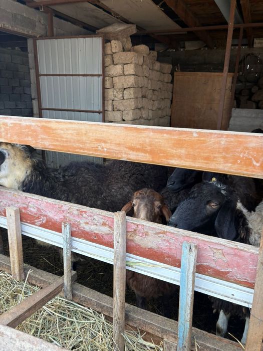 Қойлар сатылады Срочнаа Тараз қаласы