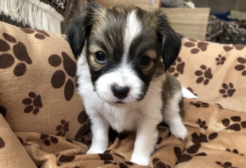 Bichon havanez 350 fetita