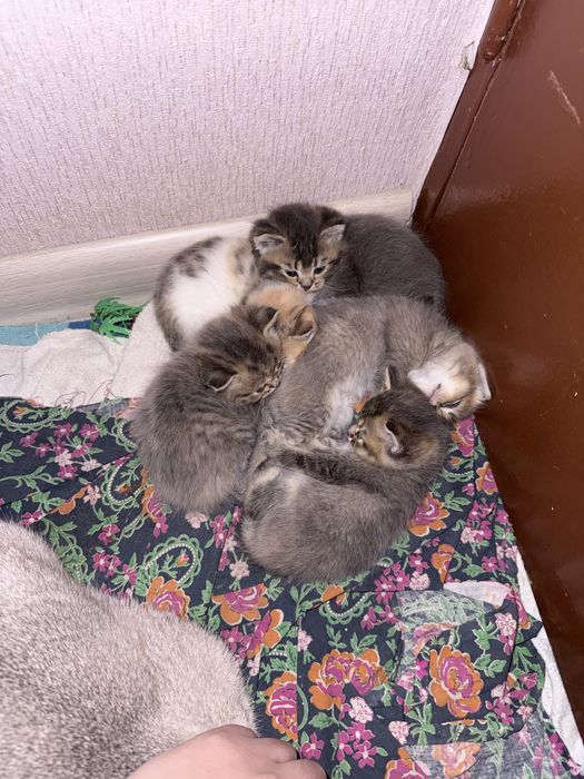 Котята 3 мальчик 3 девочек