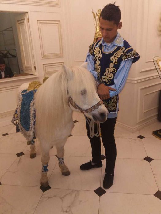 лошадь, конь, трон, сани, карета