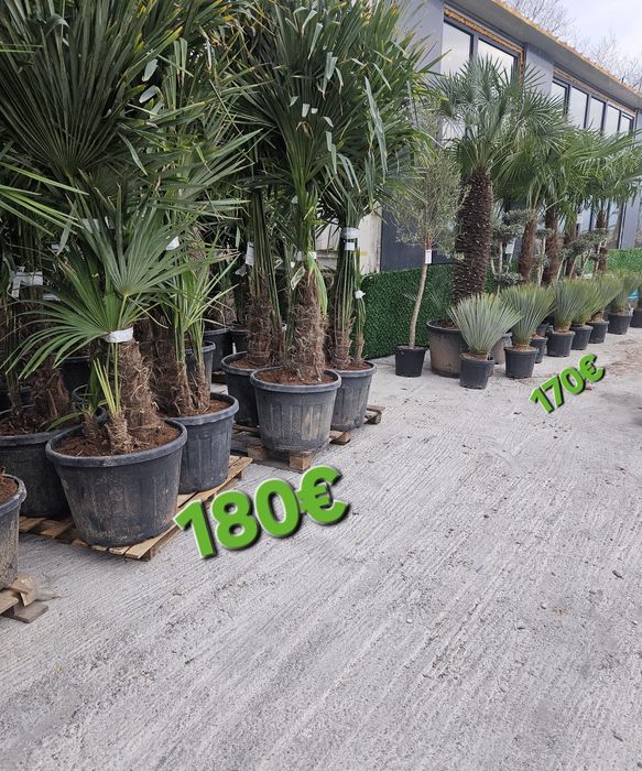 Палми и Декорация за вашата страхотна градина