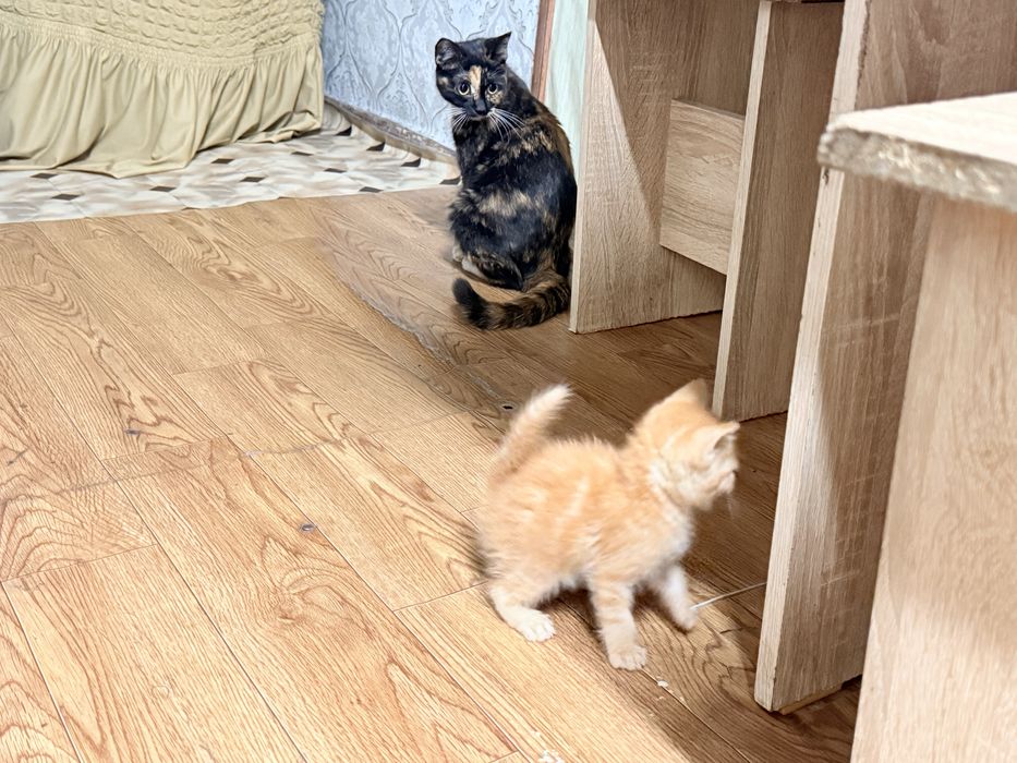 Котята бесплатно