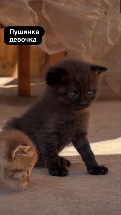 Котята в добрые руки