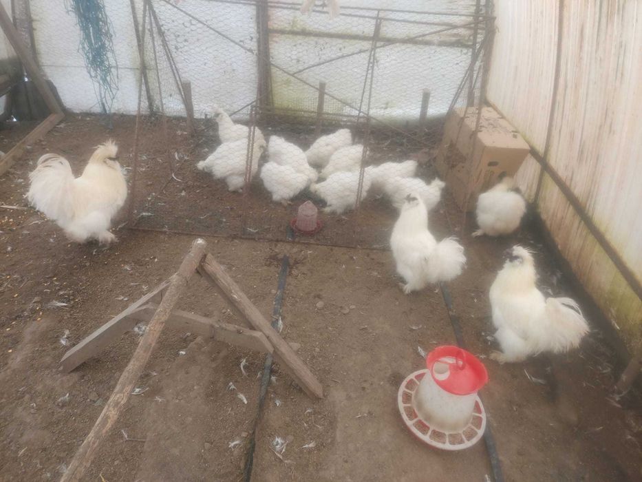 Vand gaini matase japoneza si pitice