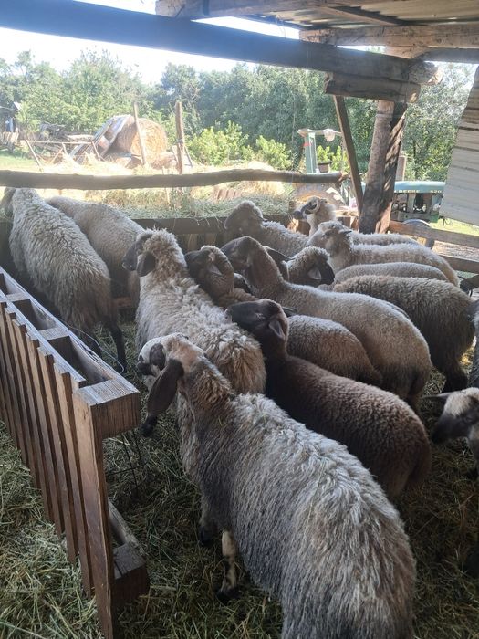 Vand miei   de carne grași Media-  40 kg.