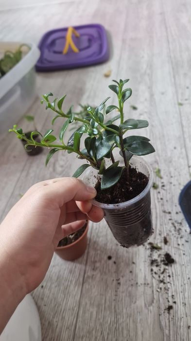 Золотая рыбка / Нематантус