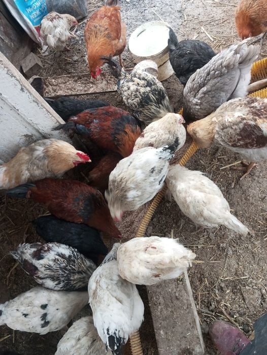 Петухи.       әтештер