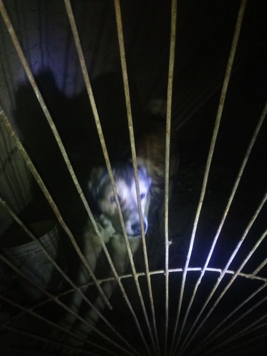 Aлабай катта кучук