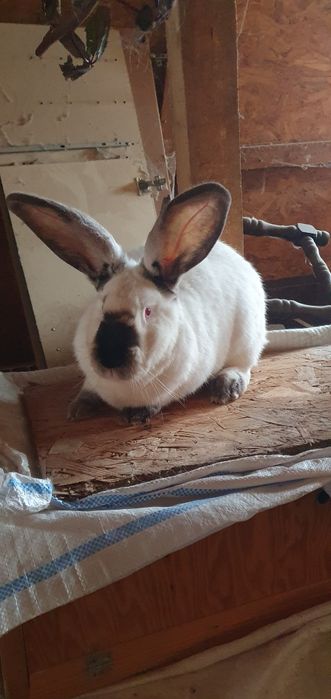 Femele uriaș de Transilvania