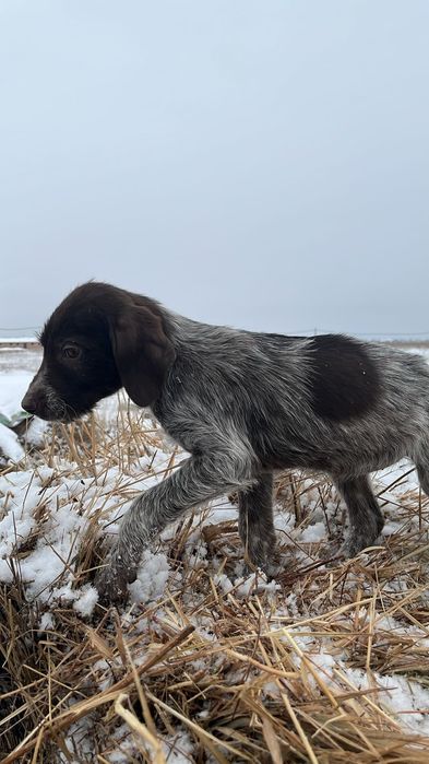 Дратхар сатылады