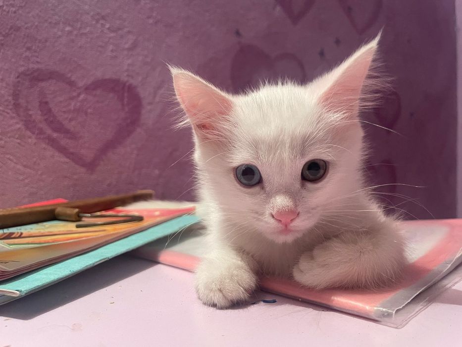 Отдам в добрые руки котёка