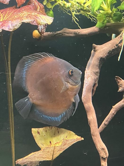 Продам   дискусов