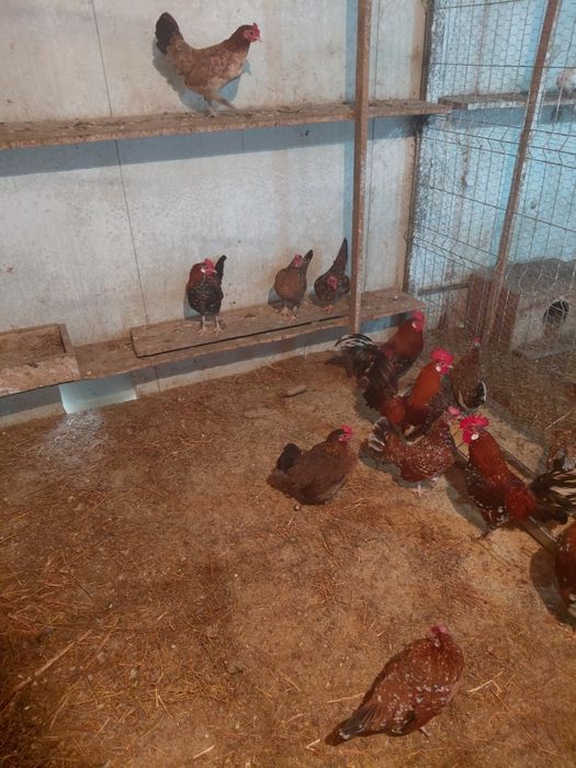 Gainusi americane de vanzare