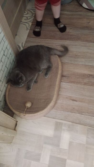 Отдам котика в хорошии руки