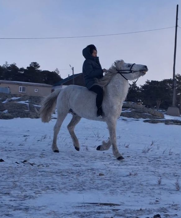 Жеребец Айгыр сатылат