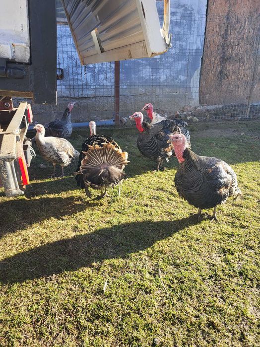 curcani tineri si frumosi, de vanzare