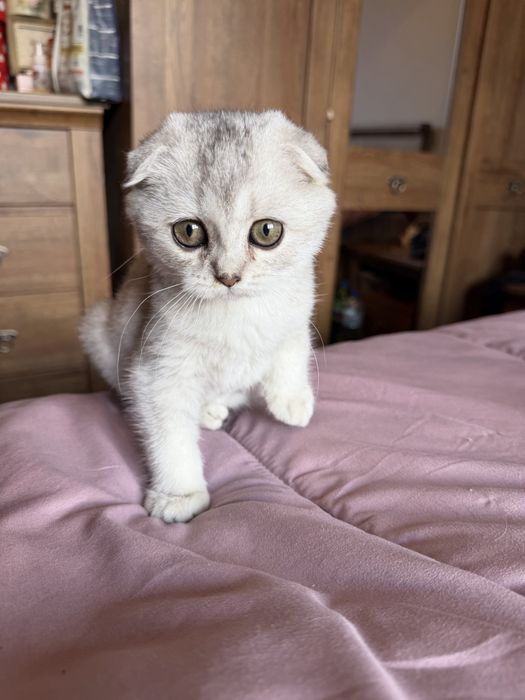 Шотландски котета