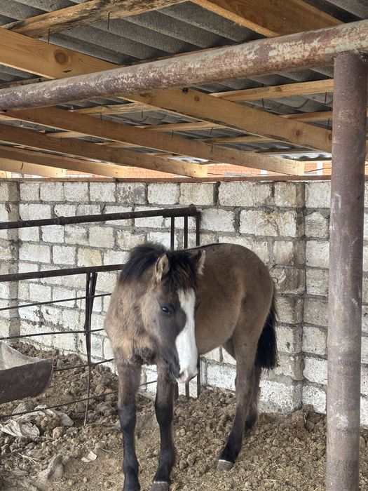 Срочно продам мз